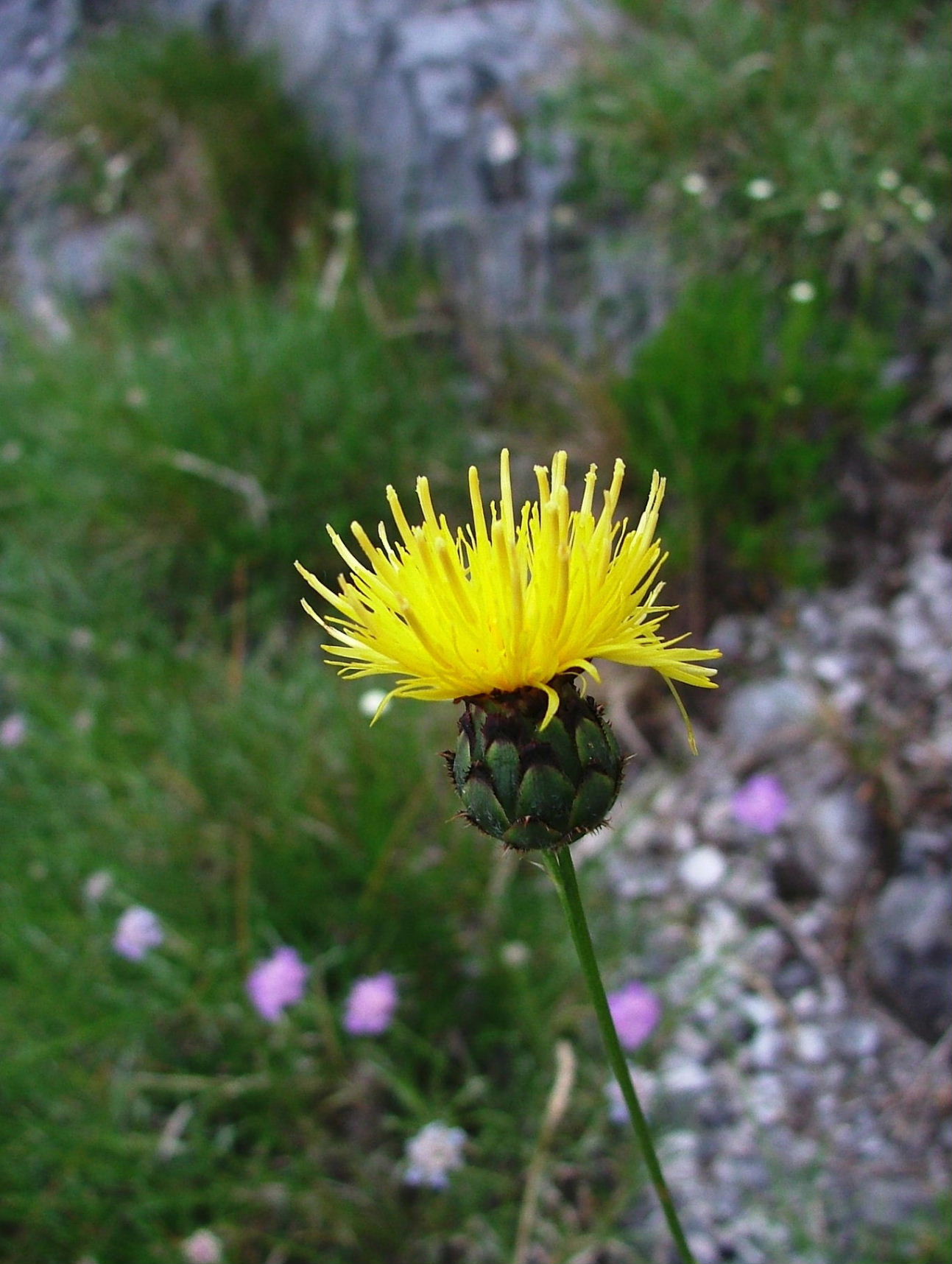 Centaurea arachnoidea / Fiordaliso ragnateloso